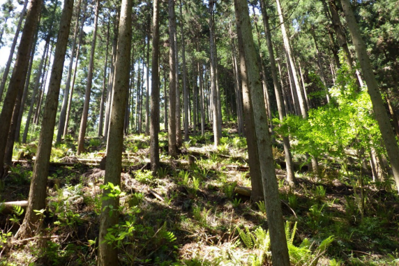 【相模原市】森林ボランティア活動や寄附を行っていただける企業・団体を募集します